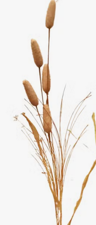 Fall Cattail Picks - 24 in long each