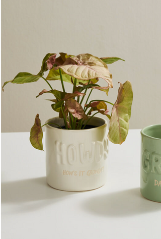 Plantism Pot