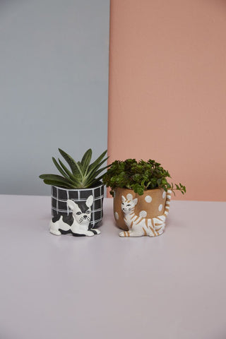 Pampered Pet Pots